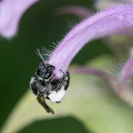 Image de Dufourea monardae (Viereck 1924)