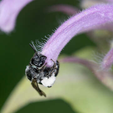 Image of Dufourea monardae (Viereck 1924)