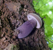 Image of Tylopilus violatinctus T. J. Baroni & Both 1998