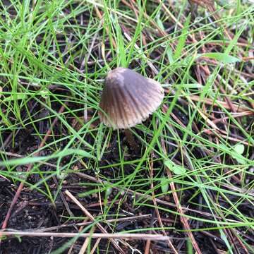 Imagem de Mycena leptocephala (Pers.) Gillet 1876