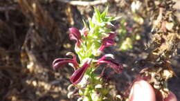 Eryngium humboldtii Delar. resmi