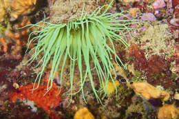 Image of Mediterranean cerianthid