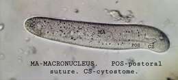 Image de Cardiostomatella Corliss 1960