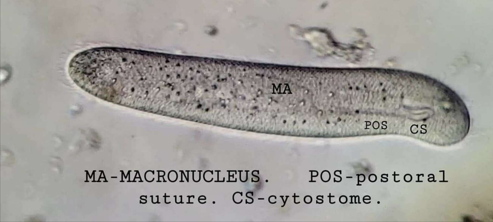 Image of Cardiostomatella mononucleata Dragesco 1960