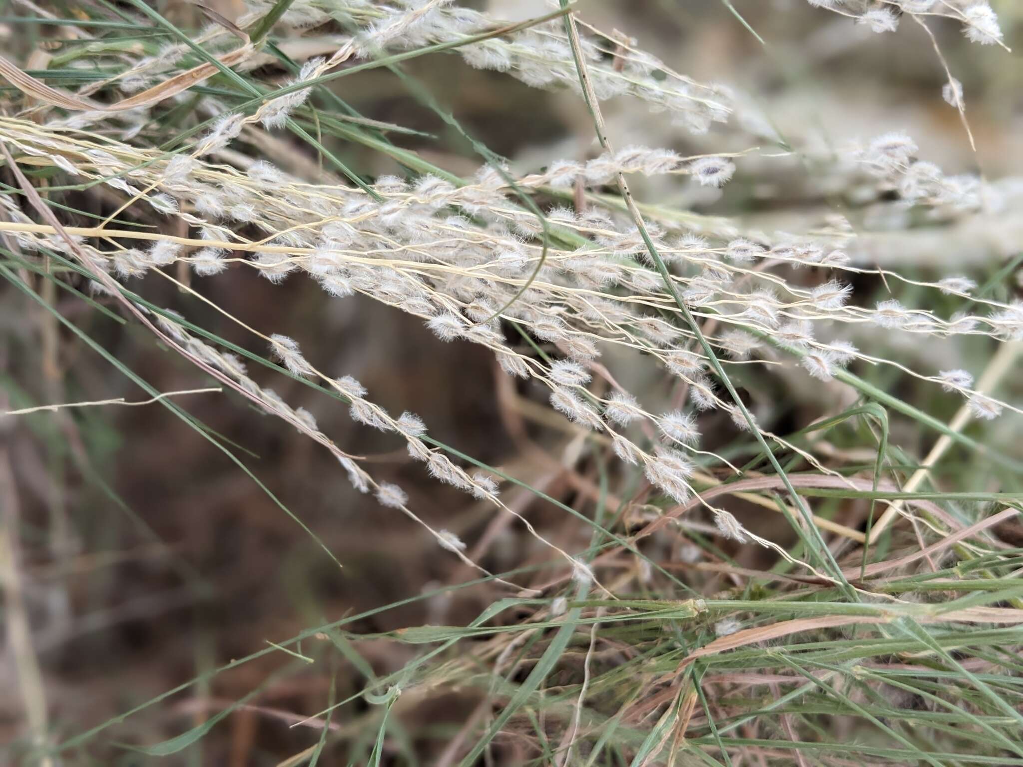 Image of Texas cottontop