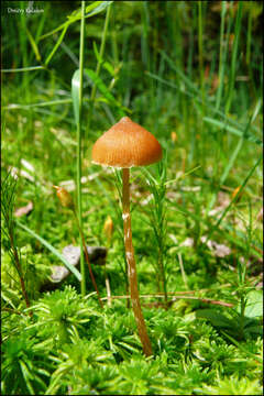 Image of Galerina paludosa (Fr.) Kühner 1935