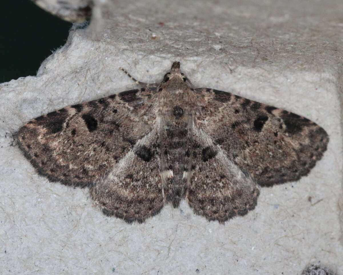 Image of Four-spotted Fungus Moth