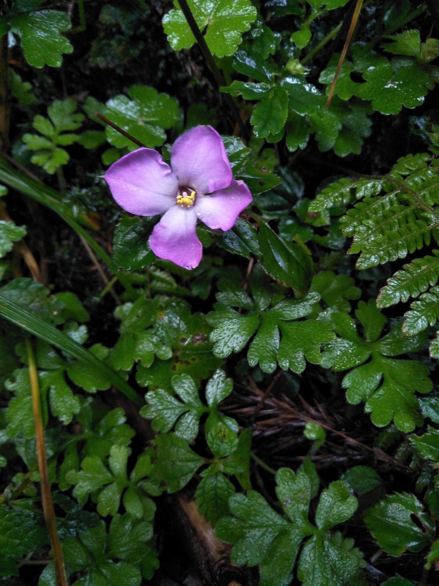 Image of Sarcopyramis bodinieri H. Lév. & Vaniot