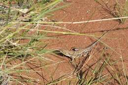 Image of Ctenophorus isolepis isolepis (Fischer 1881)