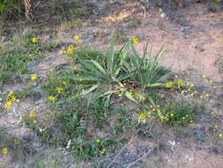 Image de Helianthus smithii C. B. Heiser