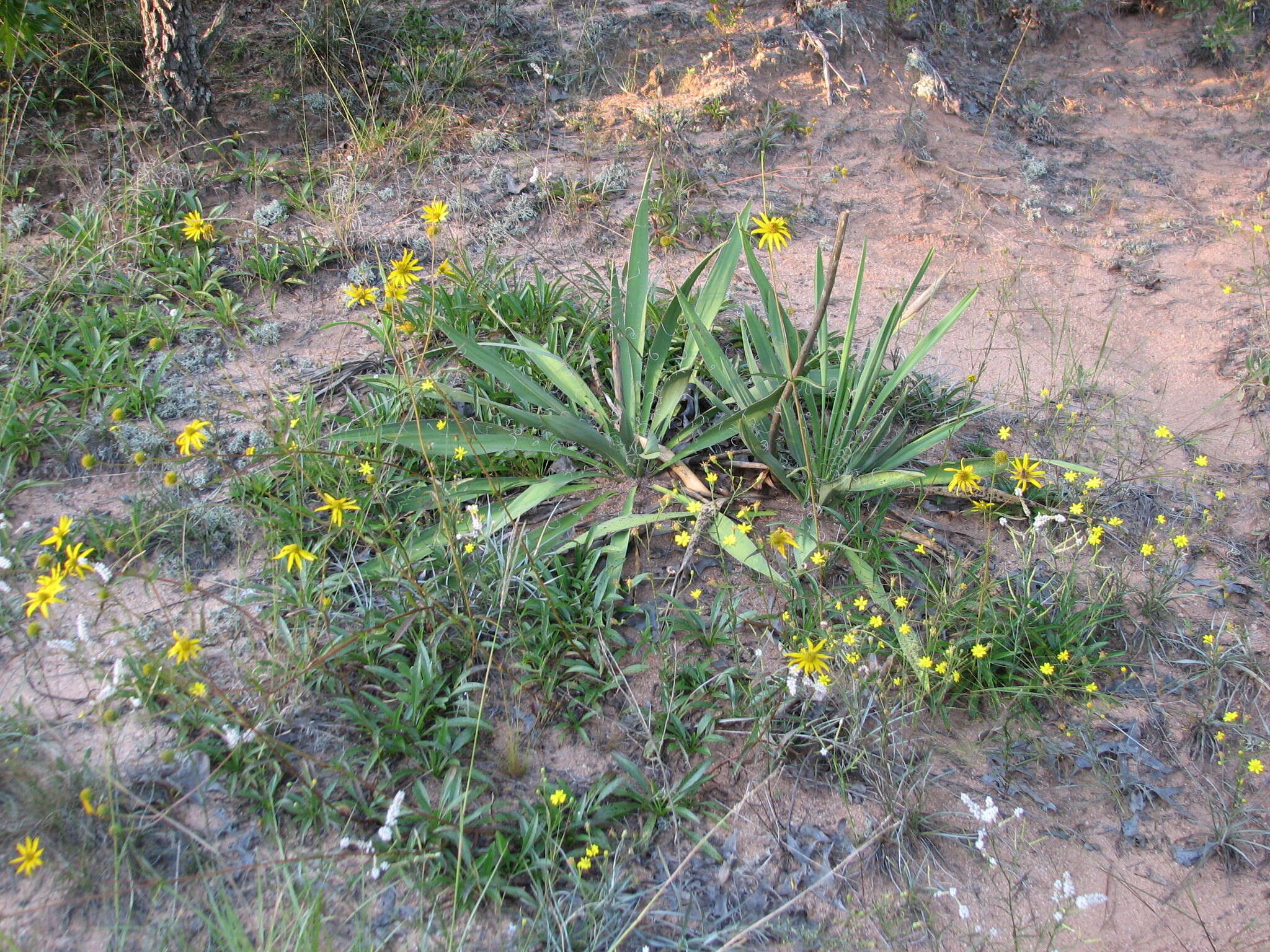 Sivun Helianthus smithii C. B. Heiser kuva