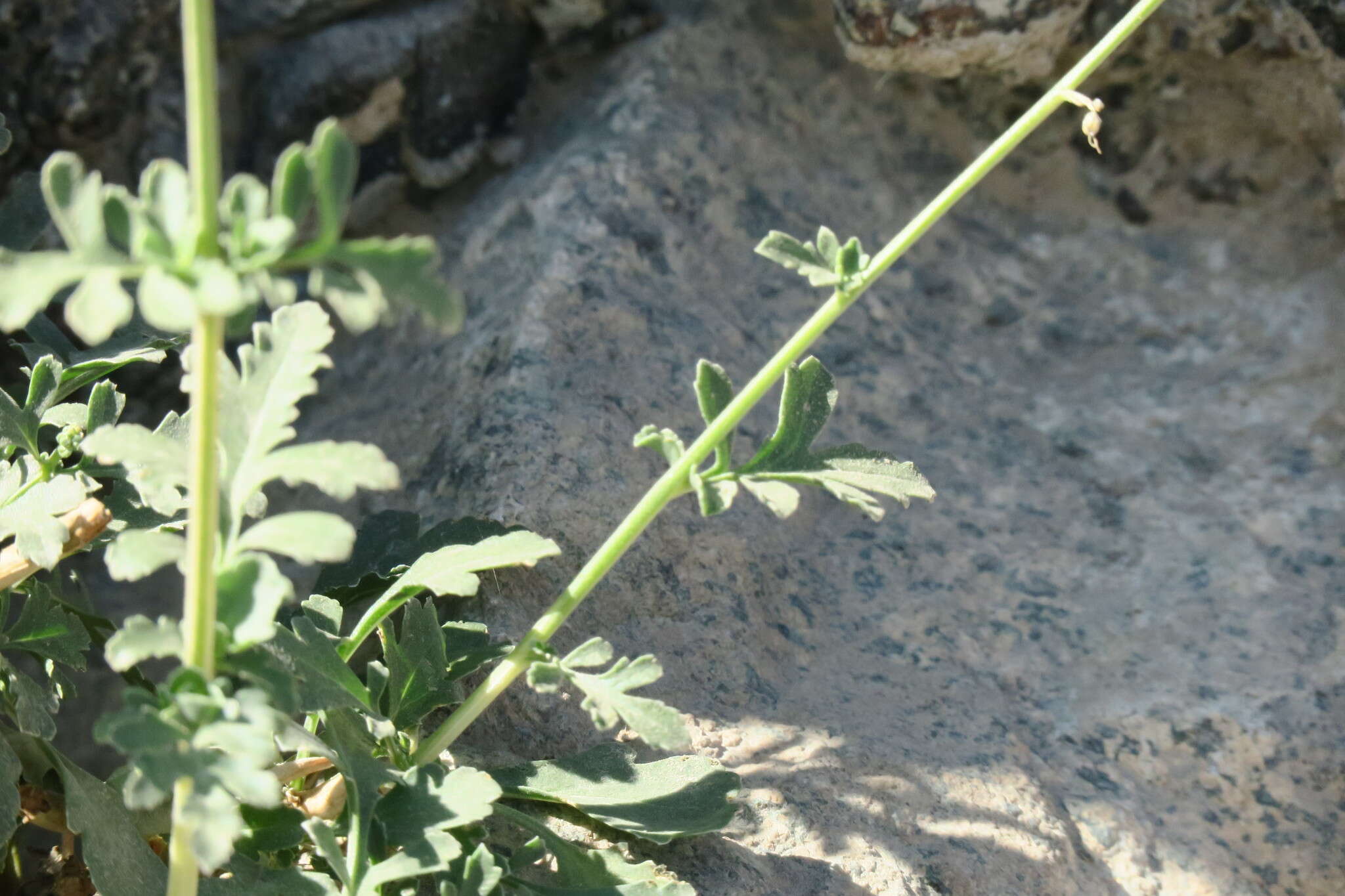 Image of Scrophularia deserti Del.