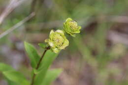 Image of whorled rosinweed