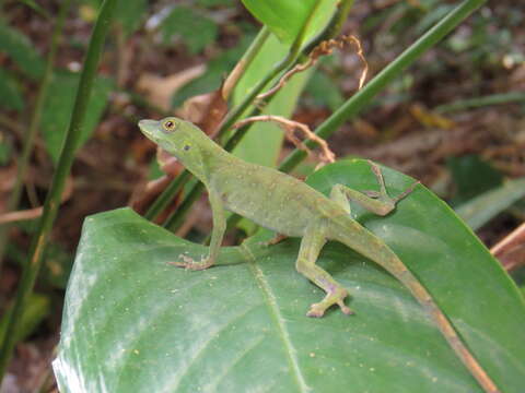 Anolis punctatus Daudin 1802的圖片