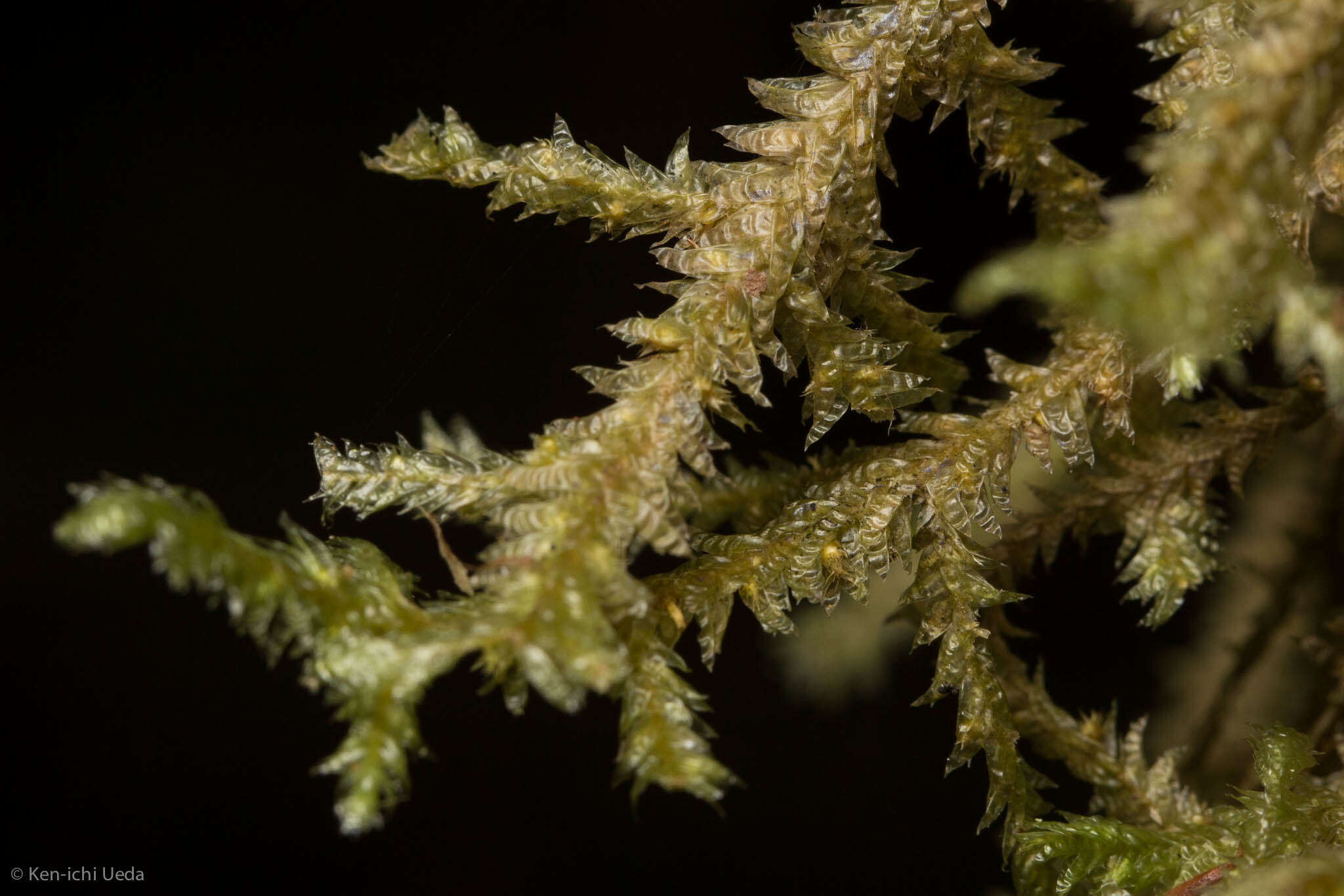 Image of Douglas' neckera moss