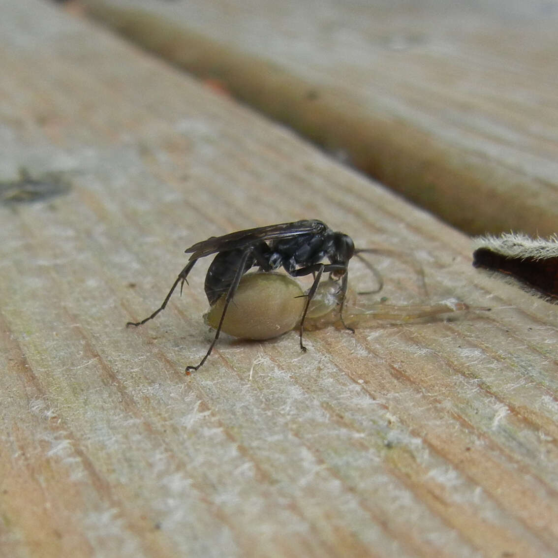 Image of Spider wasp