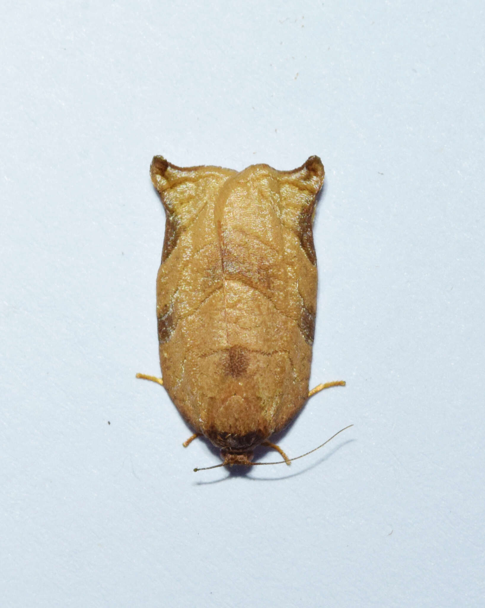 Image of <i>Choristoneura heliaspis</i>