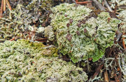 Image of cap lichen