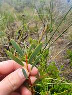 Image of Hakea incrassata R. Br.