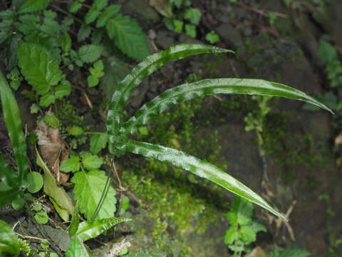 Pteris rugosifolia的圖片