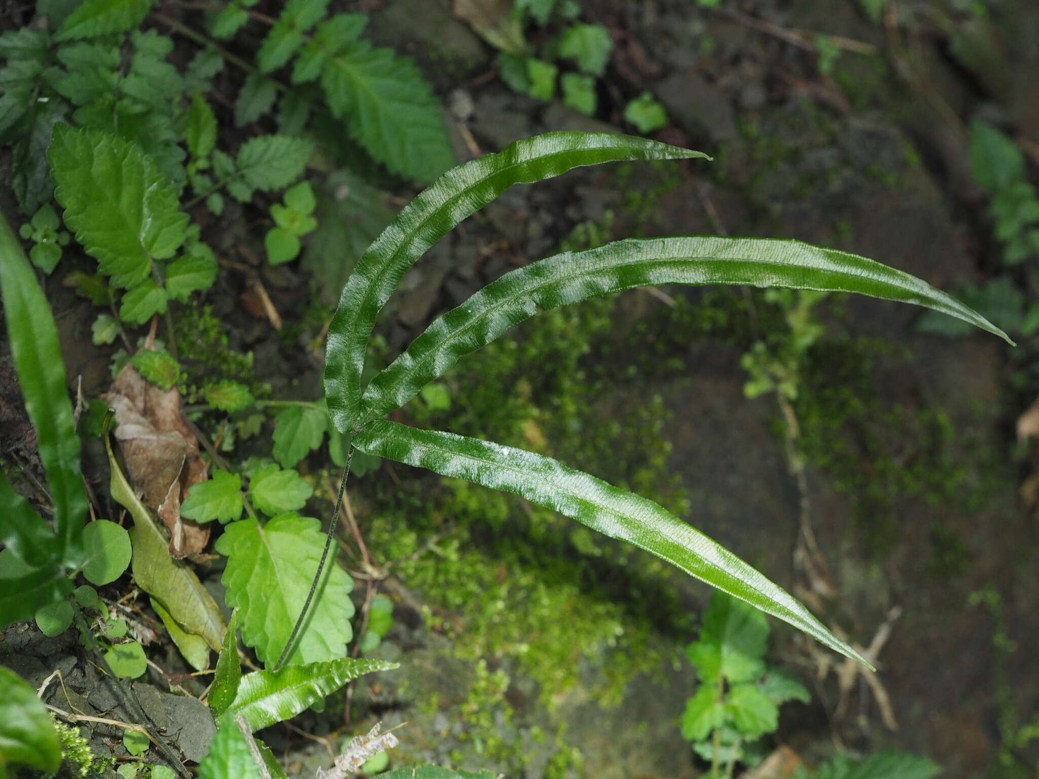 Image of Pteris rugosifolia