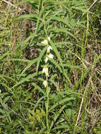 Image de Polygonatum stenophyllum Maxim.