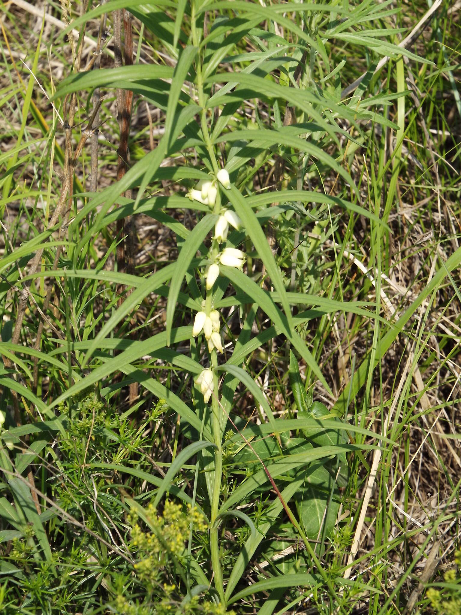 Image de Polygonatum stenophyllum Maxim.