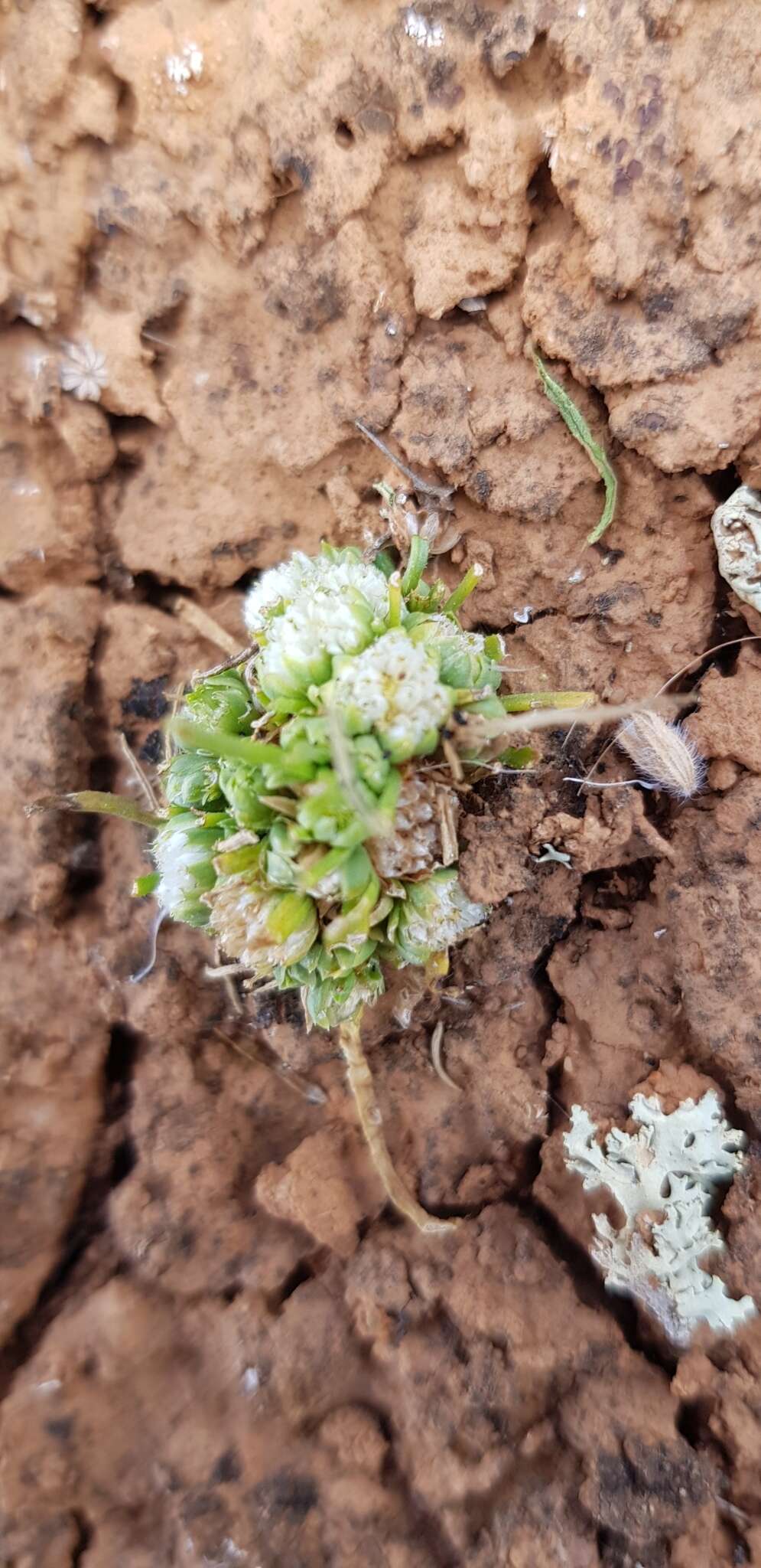 صورة Isoetopsis graminifolia Turcz.