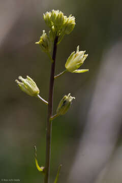 Sivun Caulanthus flavescens (Hook.) Payson kuva