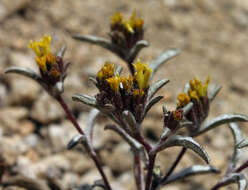 Image of California mountainpincushion