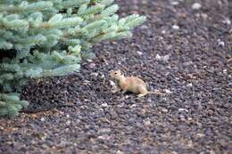 Image of Merriam's Ground Squirrel