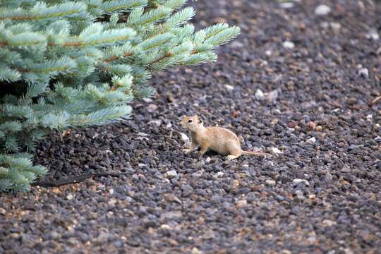 صورة Urocitellus canus (Merriam 1898)