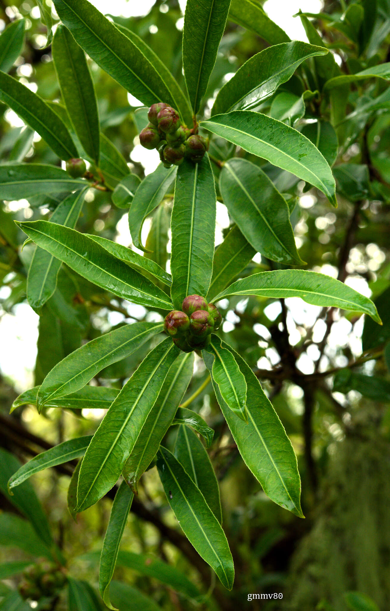 صورة Sapium glandulosum (L.) Morong