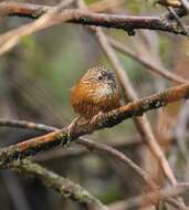 Слика од Spelaeornis troglodytoides (Verreaux & J 1871)