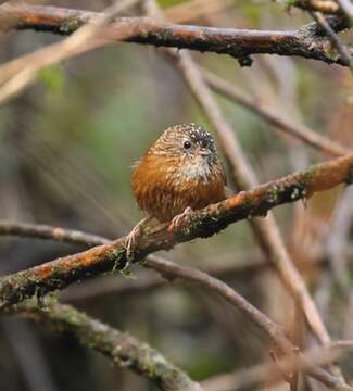 Image of Bar-winged Wren Babbler