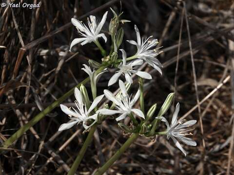 Image of Vagaria parviflora (Desf. ex Redouté) Herb.