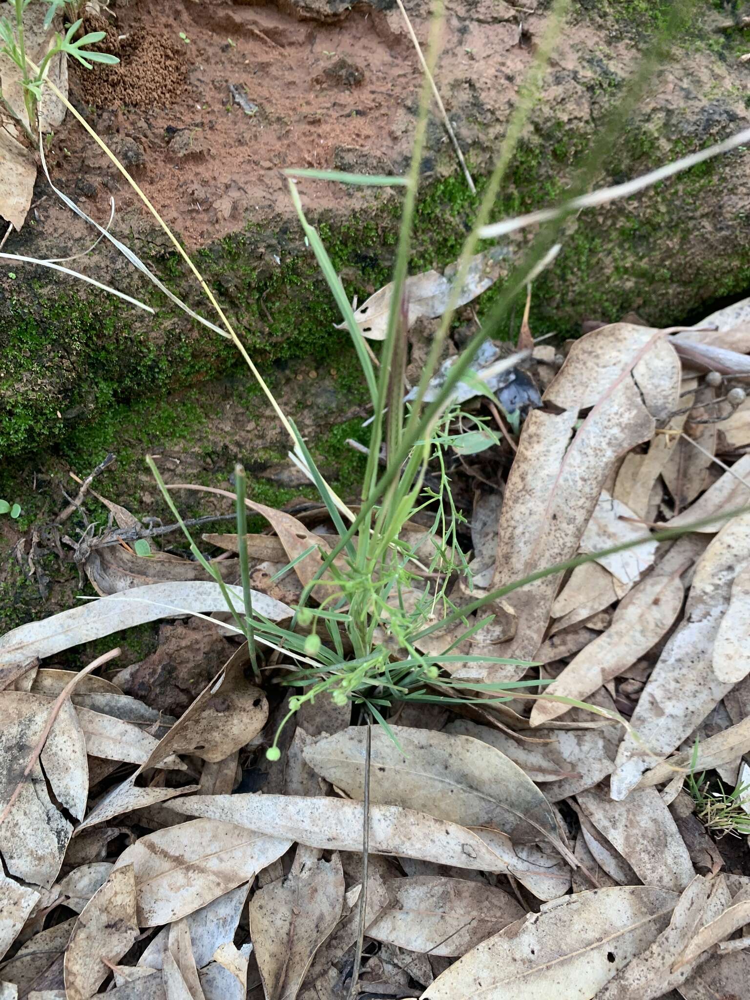 Слика од Chloris pectinata Benth.