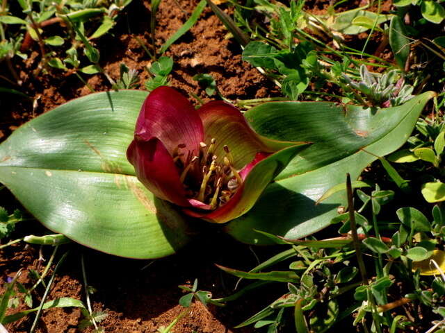 Image of Androcymbium burchellii subsp. pulchrum (Schltr. & K. Krause) Pedrola, Membrives, J. M. Monts. & Caujapé