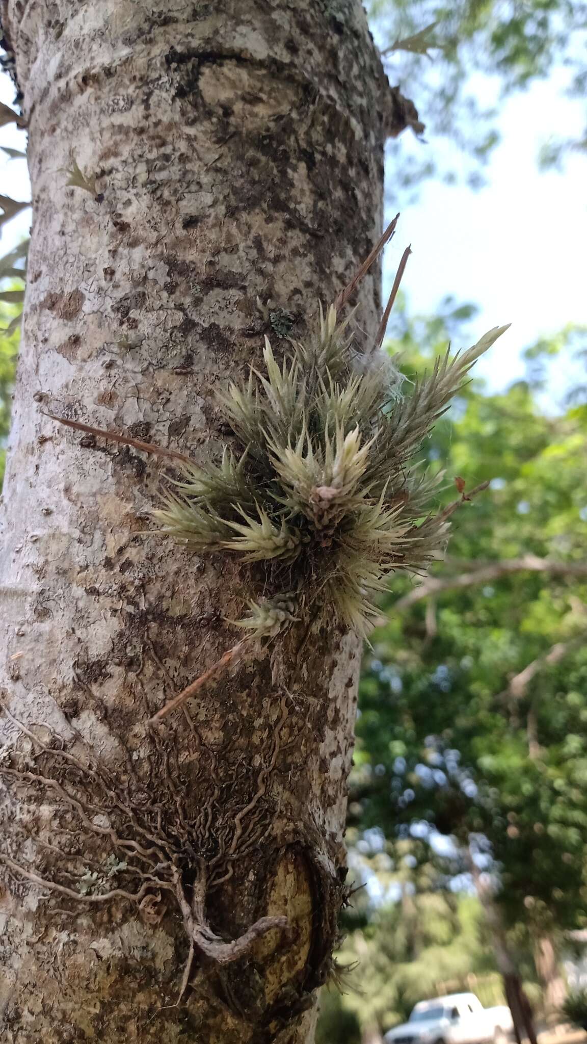 Image of Tillandsia tricholepis Baker