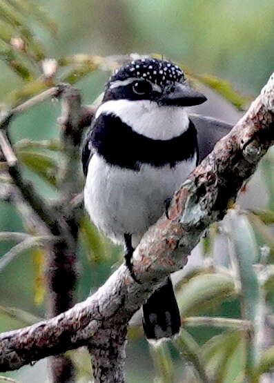 Image of Notharchus tectus picatus (Sclater & PL 1856)