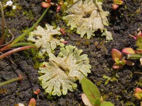 Image of Riccia cavernosa Hoffm.