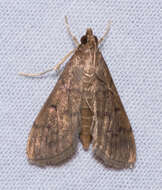 Image of Dusky Herpetogramma