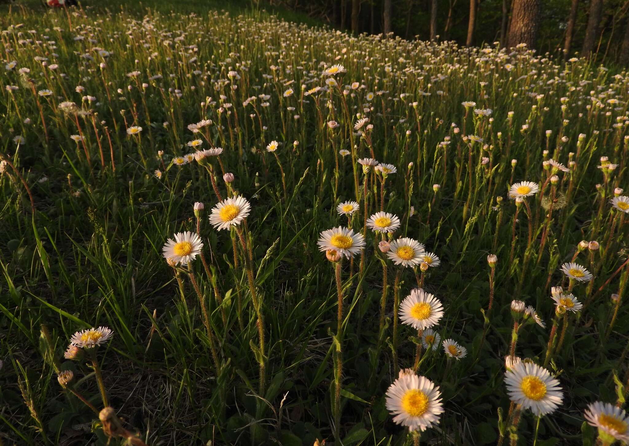 Plancia ëd <i>Erigeron <i>pulchellus</i></i> var. pulchellus