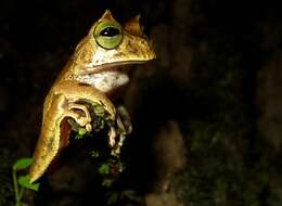 Image of Horned Marsupial Frog