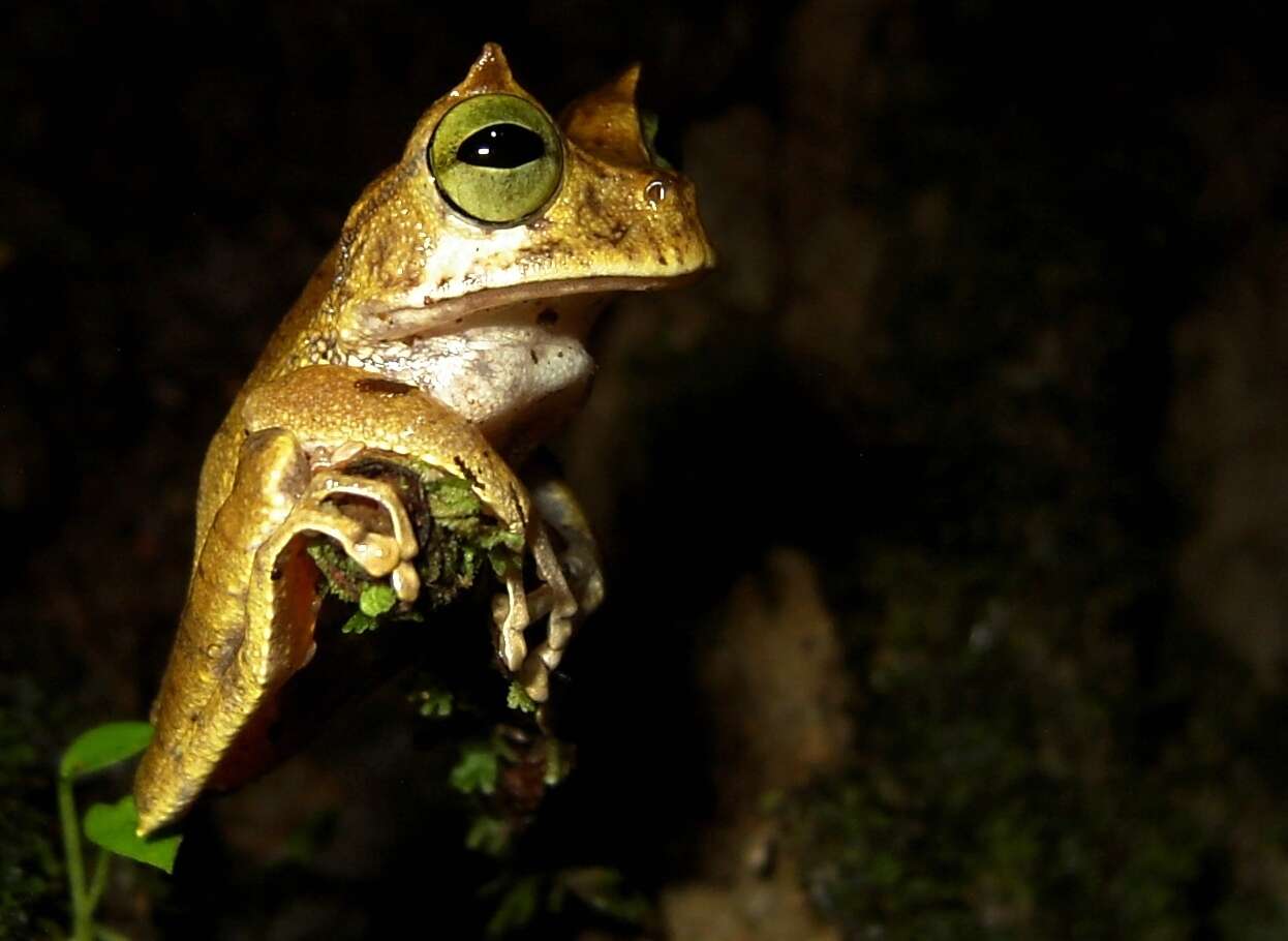 Image of Horned Marsupial Frog