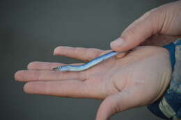 Image of Pacific sand lance