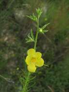 Sivun Verbascum orientale (L.) All. kuva