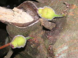 Image of Ficus coronata de Spin