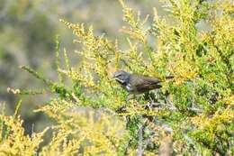 Artemisiospiza belli belli (Cassin 1850) resmi