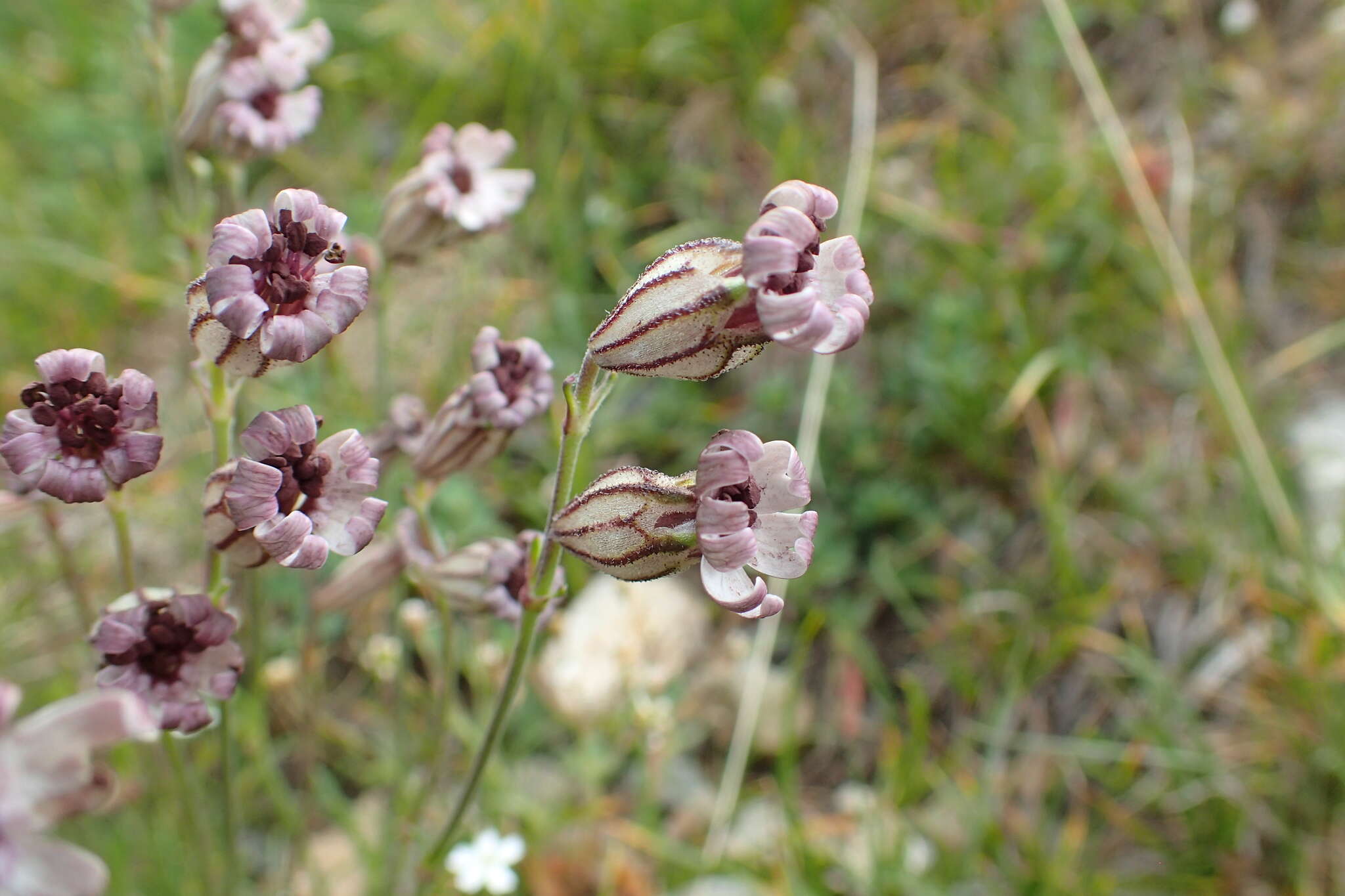 Imagem de Silene ciliata Pourret